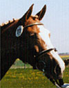 Farina