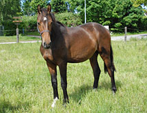 Chepettino