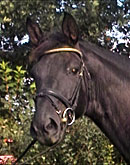 Don Marcona