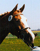 Farina