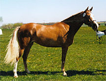 Farina