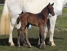 Landino