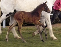Landino