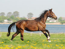Rascalina